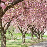 8 spots parfaits pour profiter du Cherry Blossom à New York